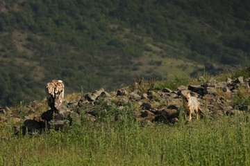 A Golden Jackal (Canis aureus) in sunset. Interesting interaction between jackal and griffon vulture.