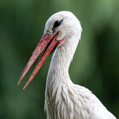 White stork in the forest © AB Photography