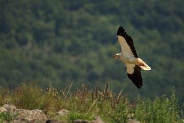 Flying Egyptian Vulture (Neophron percnopterus) over the rocks with green background.