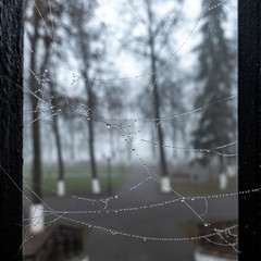Dew on the web gate to the city park. A dim morning in November.
