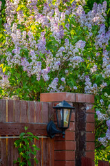 A large lilac bush in the backyard of a private house.
