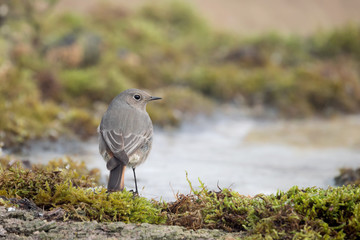 Portrait of common redstart (Phoenicurus phoenicurus)
