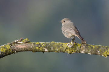 Closeup of common redstart on branch (Phoenicurus phoenicurus)