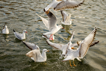 Seagulls fight for food on the water 11