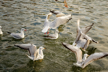 Seagulls fight for food on the water 9
