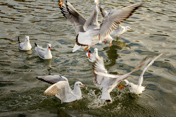 Seagulls fight for food on the water10.