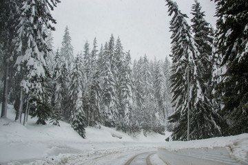 Winter in the mountains, beautiful snow-covered road with no cars, snowy trees and white sky