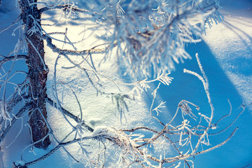 Pine branches covered with rime. Natural winter background. Winter nature. Snowy forest. Christmas background