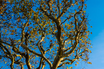 Tree in Autumn