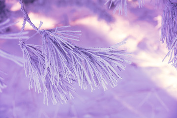 Pine branches covered with rime. Natural winter background. Winter nature. Snowy forest. Christmas...