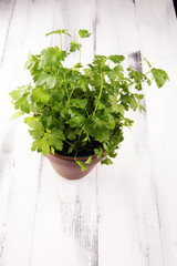 Homegrown and aromatic herb organic parsley in old clay pot