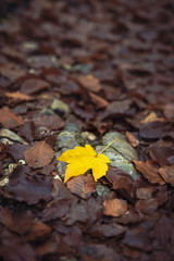 One vibrant maple leaf surrounded by faded dark leaves, minimalistic autumn season image taken in the forest