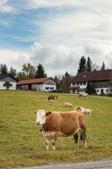 German cows grazing in the countryside of Bavaria