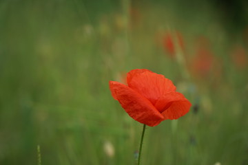 Mohn