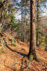 Hiking path in beautiful autumn forest in Russia