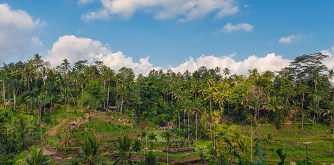 Fototapeta na wymiar Panoramic view of rice terraces and cloudy blue sky in Ubud, Bali