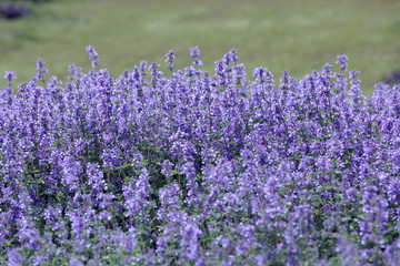 small purple flowers with green leaves grow very thick all together