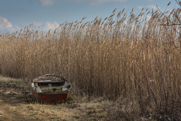 altes boot im schilf