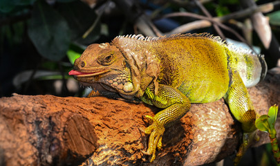Iguane