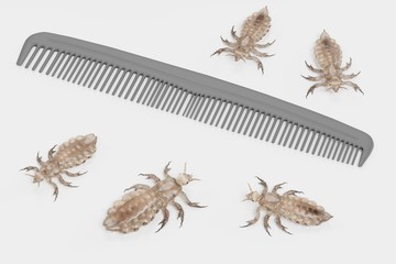 Realistic 3d Render of Head Lice with Hairbrush