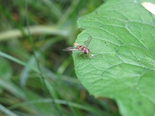 Fly