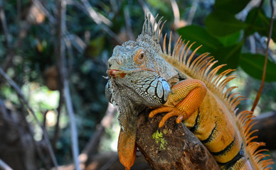 Iguane