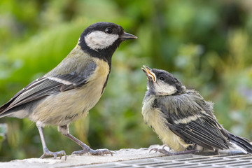 Kohlmeise vor einem Jungtier
