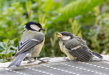 Junge Kohlmeise wird gefüttert -Schnabel halboffen, Elternteil zurück