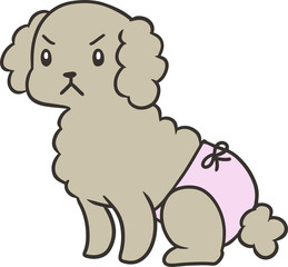 パンツをはいたトイプードルのイラスト_怒り顔2