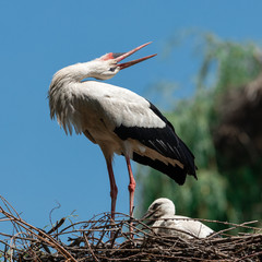 White stork singing © AB Photography