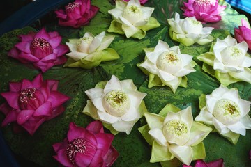 Pink and white lotus flowers arranged in concentric circles on dark green lily pad leaves