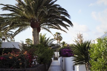 Fototapeta na wymiar house with palm trees