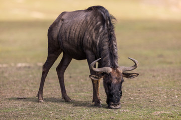 a wildebeest eats grass in the savannah