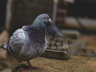 Obraz premium pigeon in the park
