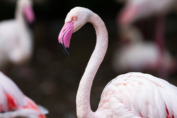 Naklejka premium Portrait of a flamingo