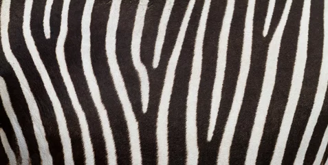 Fototapeten Muster der Zebrahaut nützlich für Panoramahintergrund © AB Photography