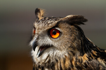 Portrait of an owl
