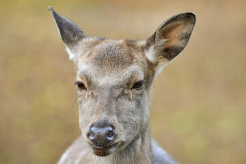 portrait of a red fallow deer in nature  (Dama dama)