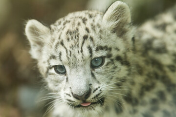Fototapeta na wymiar Portrait of young snow leopard