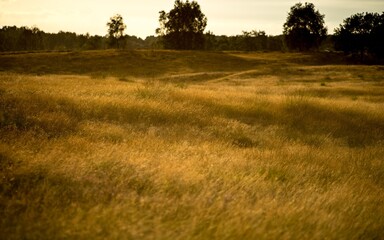 Fototapeta premium Grassland