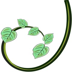 frame, Tropical vine (Epipremnum aureum), Devil's Ivy with various colored leaves 