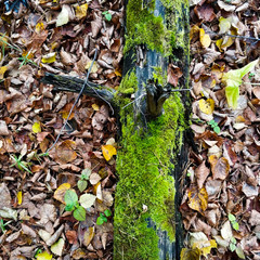A tree with green moss lies on autumn foliage.