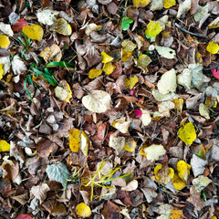 Dry sinking leaves lie on the ground among them several green and yellow leaves.
