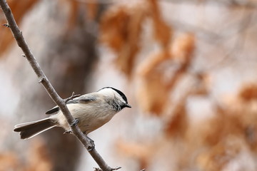 Japanese tit or Oriental tit (Parus minor) sitting on tree branch on blurred dry oak leaves background closeup. Wild passerine bird in natural habitat.