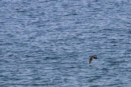 Alone harlequin duck (Histrionicus histrionicus) flying over the blurred sea water surface. Natural background, wallpaper.