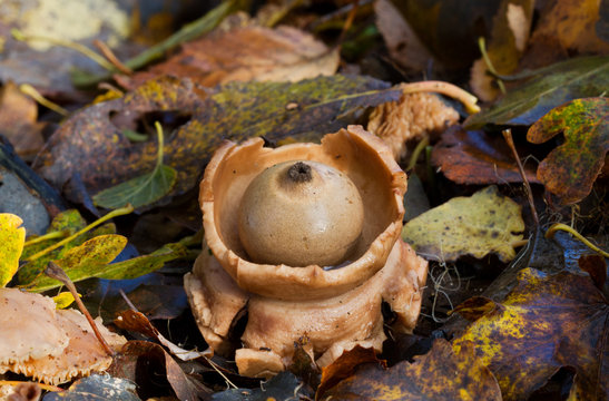 Collared earthstar, a kind of puffball, in leaf litter