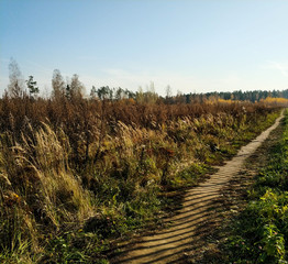 Concrete road through the field and forest.