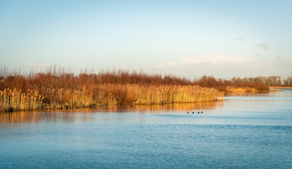 Fototapeta premium Wide creek with yellowed reeds and coots