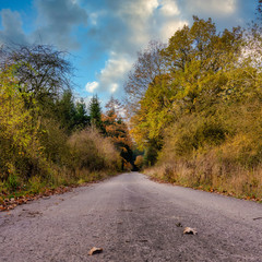 straße mit blick auf herbstwald