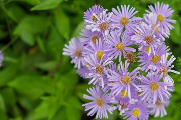 Purple daisy and green leaf in garden. (Brachycome multifida  DC.)